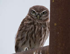 Image of Little Owl