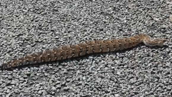 Image of puff adder