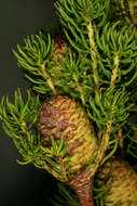 Image of Leucadendron teretifolium (Andrews) I. Williams