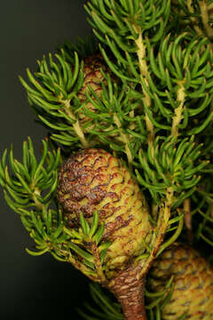 Image of Leucadendron teretifolium (Andrews) I. Williams