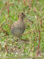 Image of Pin-tailed Snipe