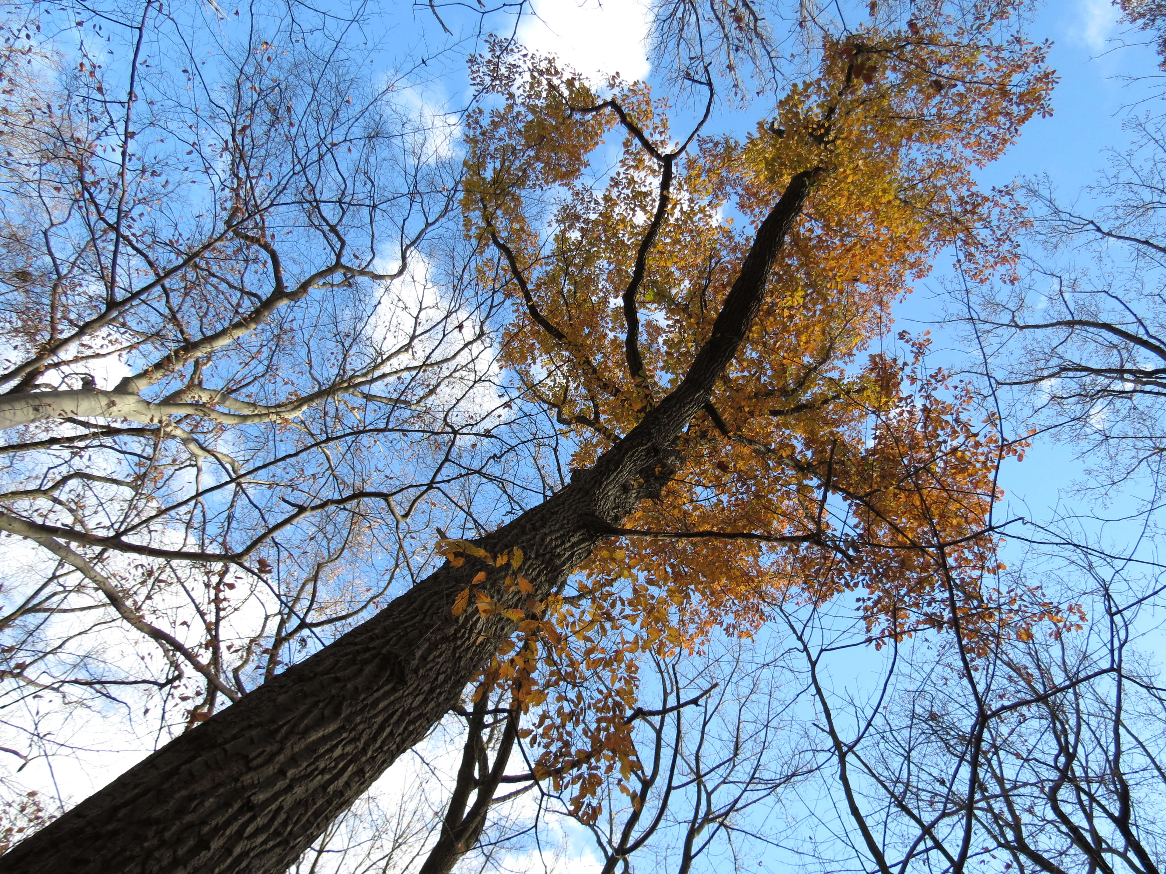 Слика од Quercus montana Willd.