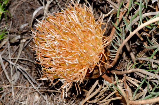 Image of Banksia pteridifolia (R. Br.) A. R. Mast & K. R. Thiele