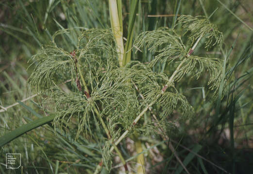 Image of Wood Horsetail