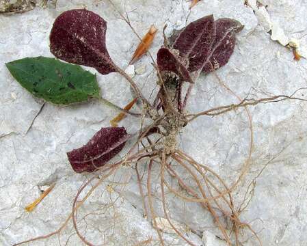 Image of Hieracium bifidum Kit.