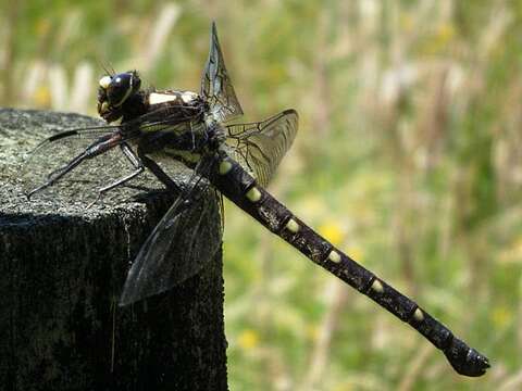 Image of Giant bush dragonflies