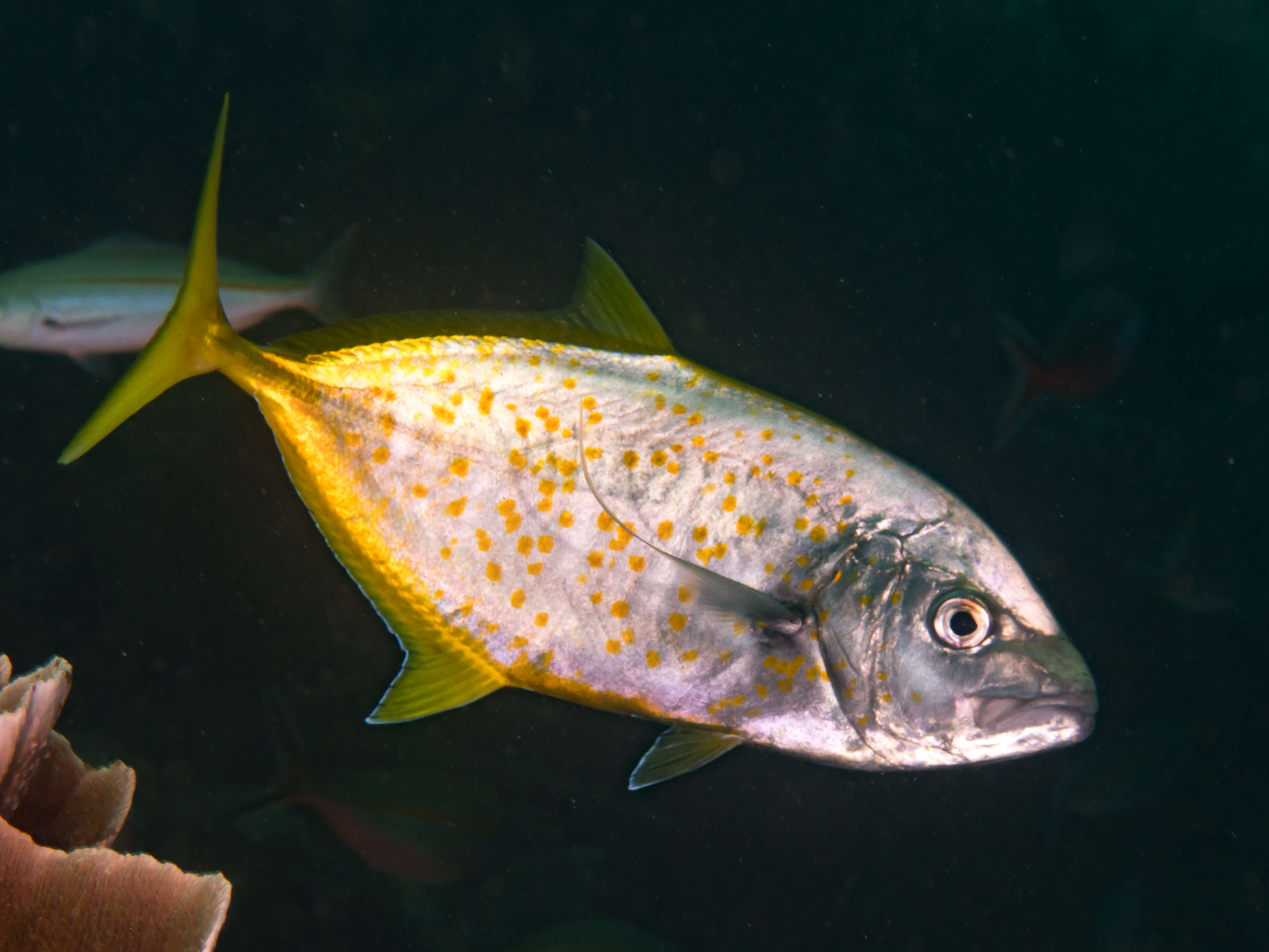 Image of Orange spotted trevally