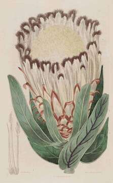 Image of Narrowleaf protea