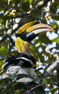 Image of Great Indian Hornbill