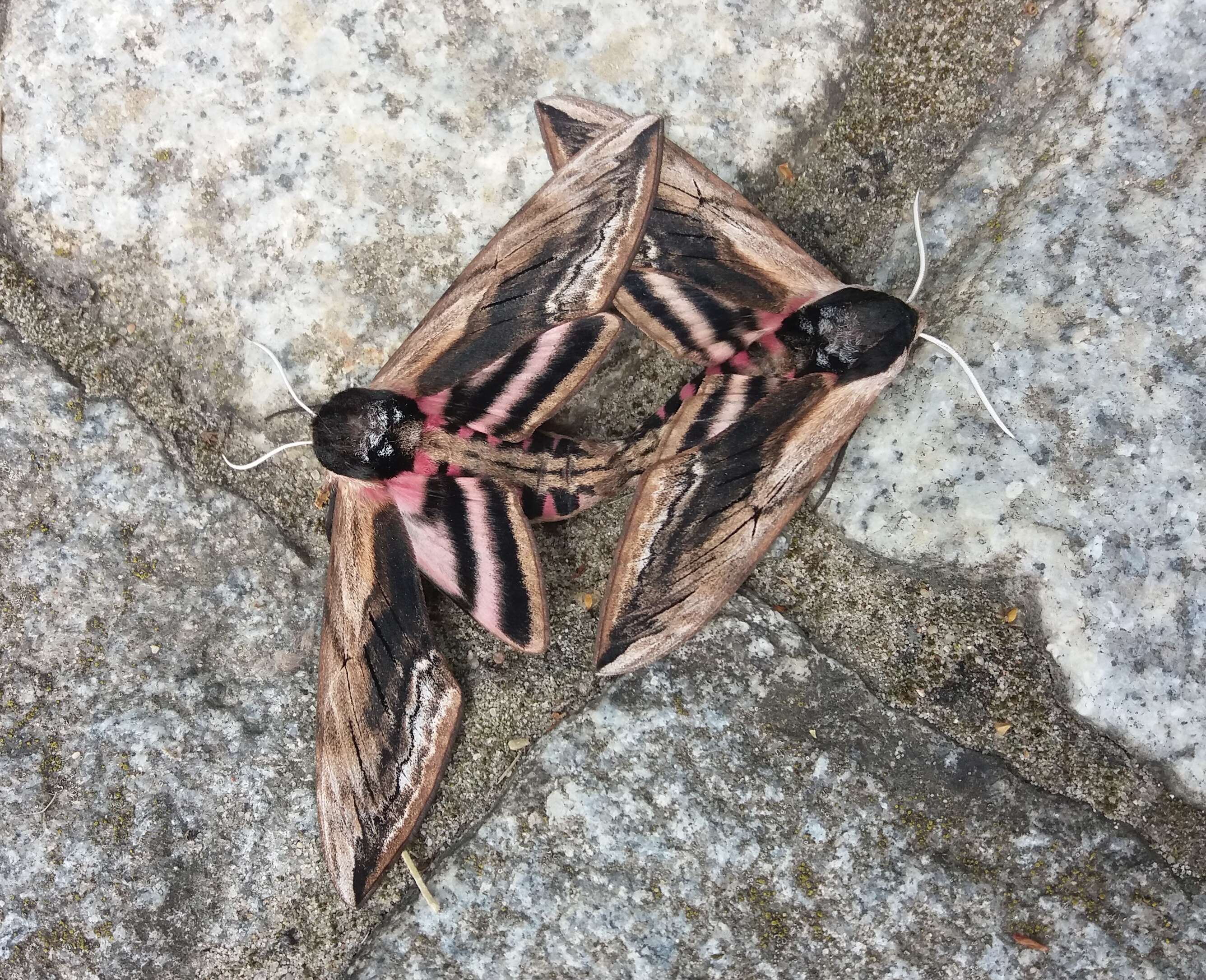 Image of privet hawk-moth