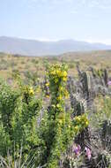 Image of Oxalis virgosa Molina