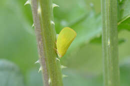 Image of Green Coneheaded Planthopper