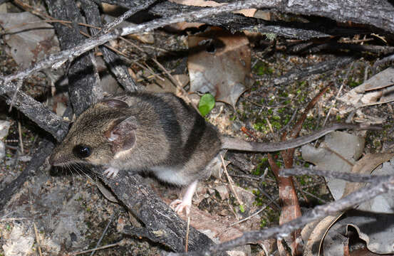 Image of Gilbert's Dunnart