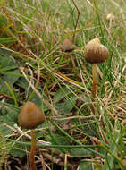 Plancia ëd Psilocybe semilanceata (Fr.) P. Kumm. 1871