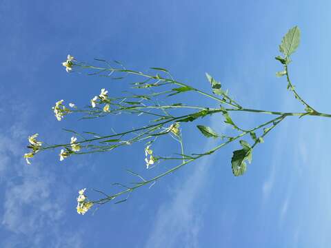 Image of wild radish