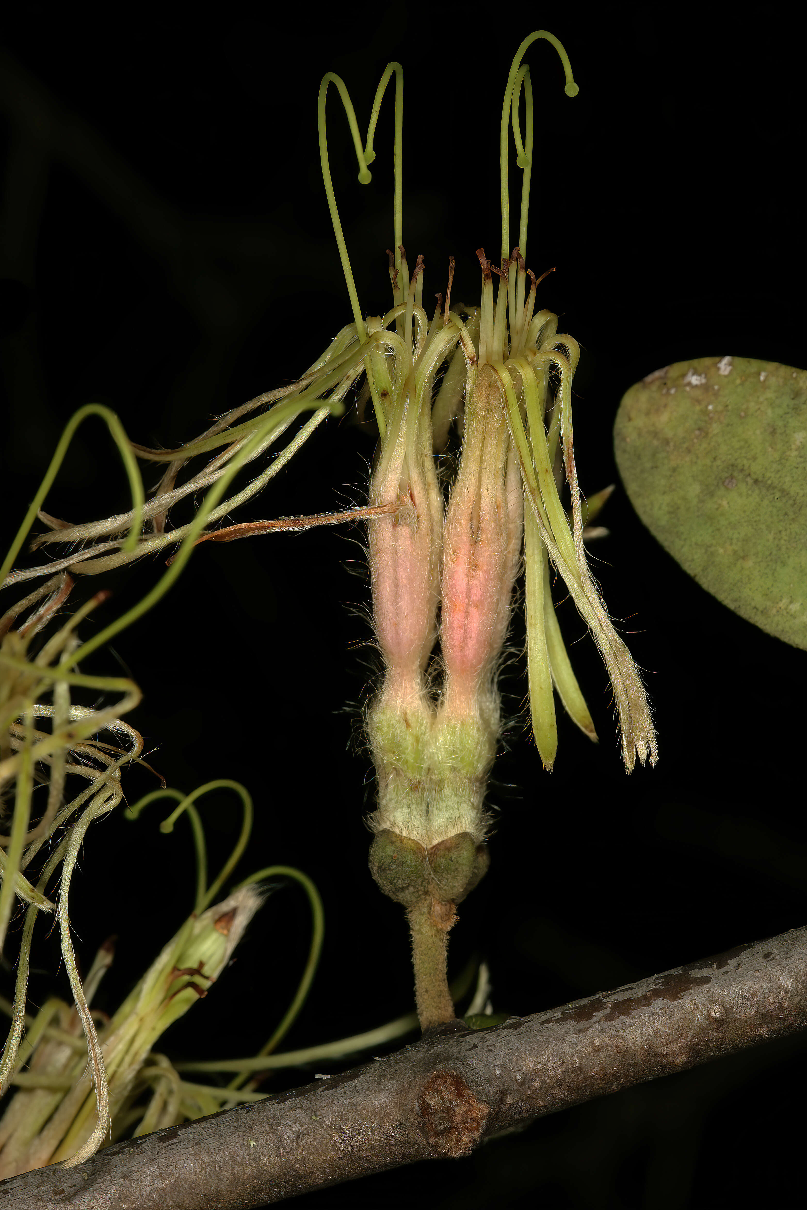 Image of Erianthemum dregei (Eckl. & Zeyh.) van Tiegh.