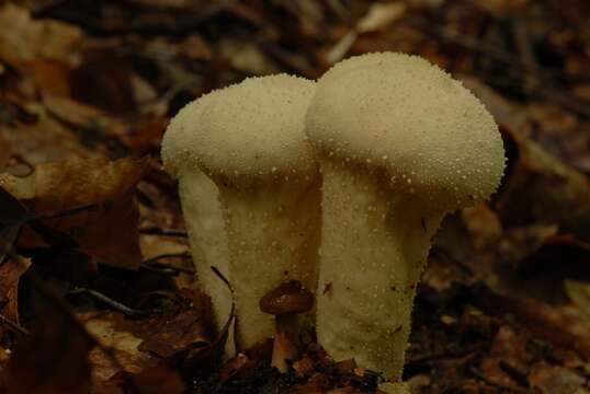 Imagem de Lycoperdon perlatum Pers. 1796