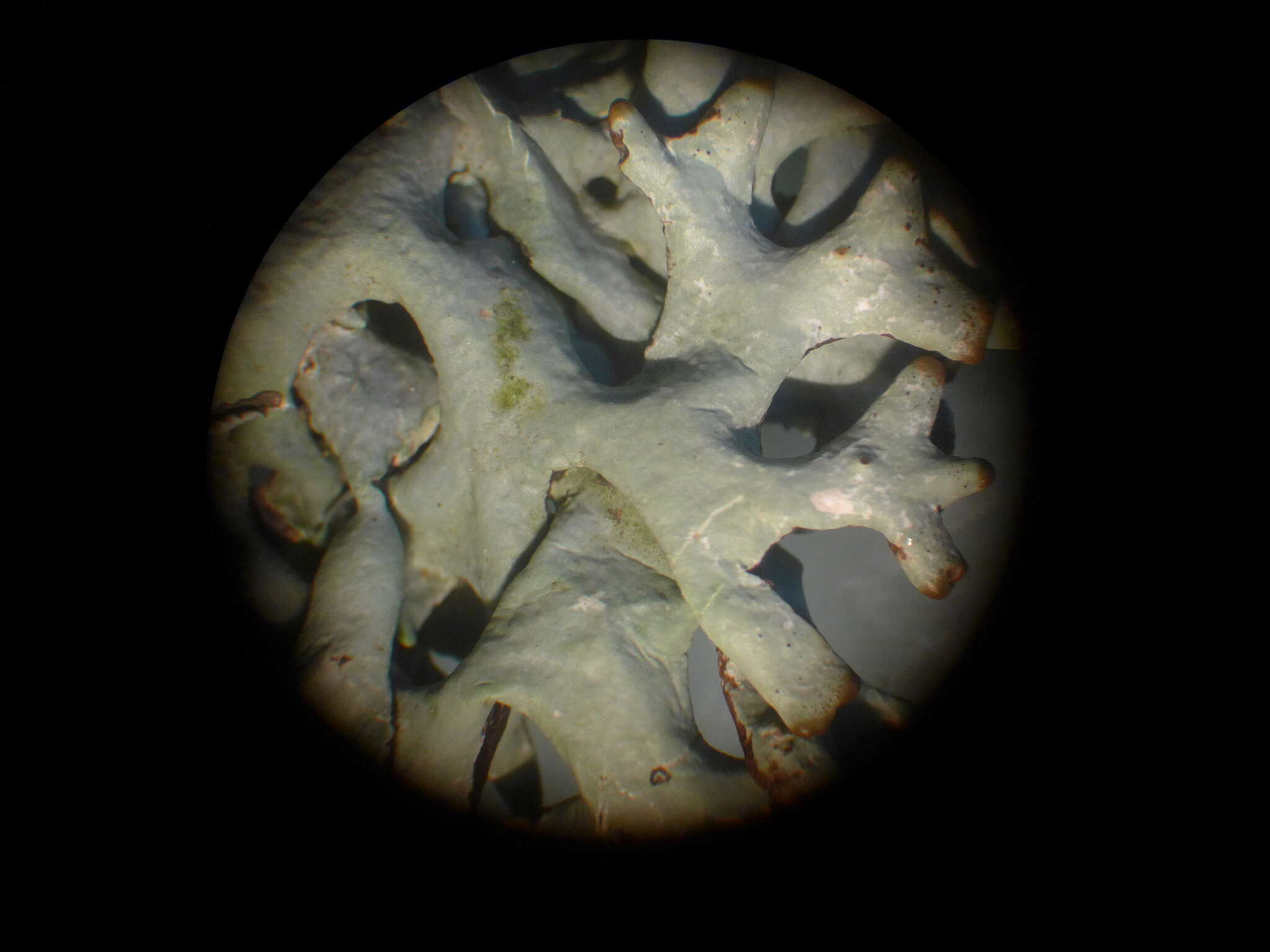 Image of Forked tube lichen