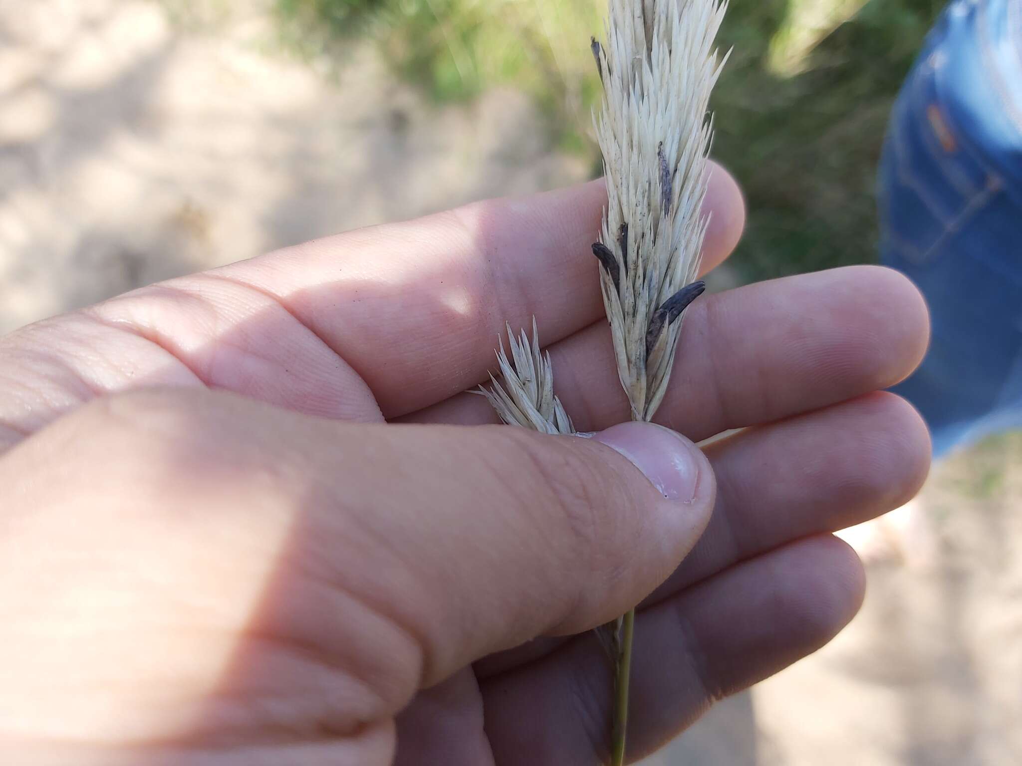 Image of Ergot