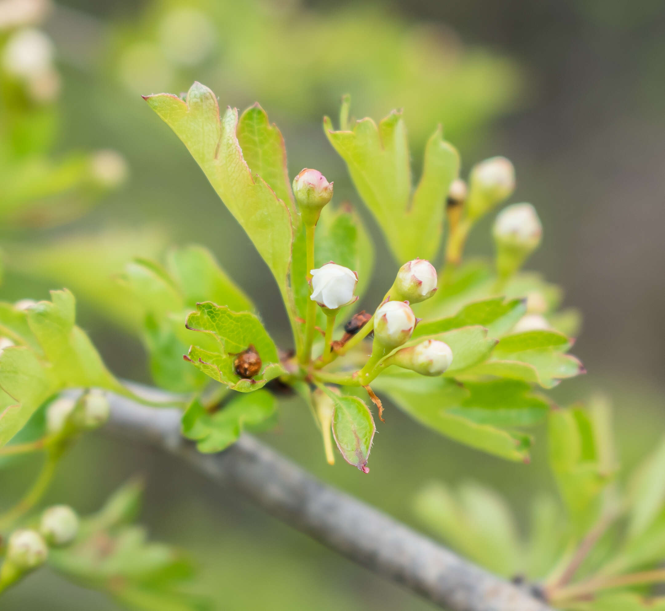 Image of Midland Hawthorn