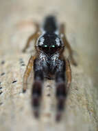 Image of Pike Slender Jumper