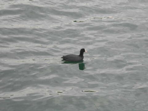 Image of Common Coot