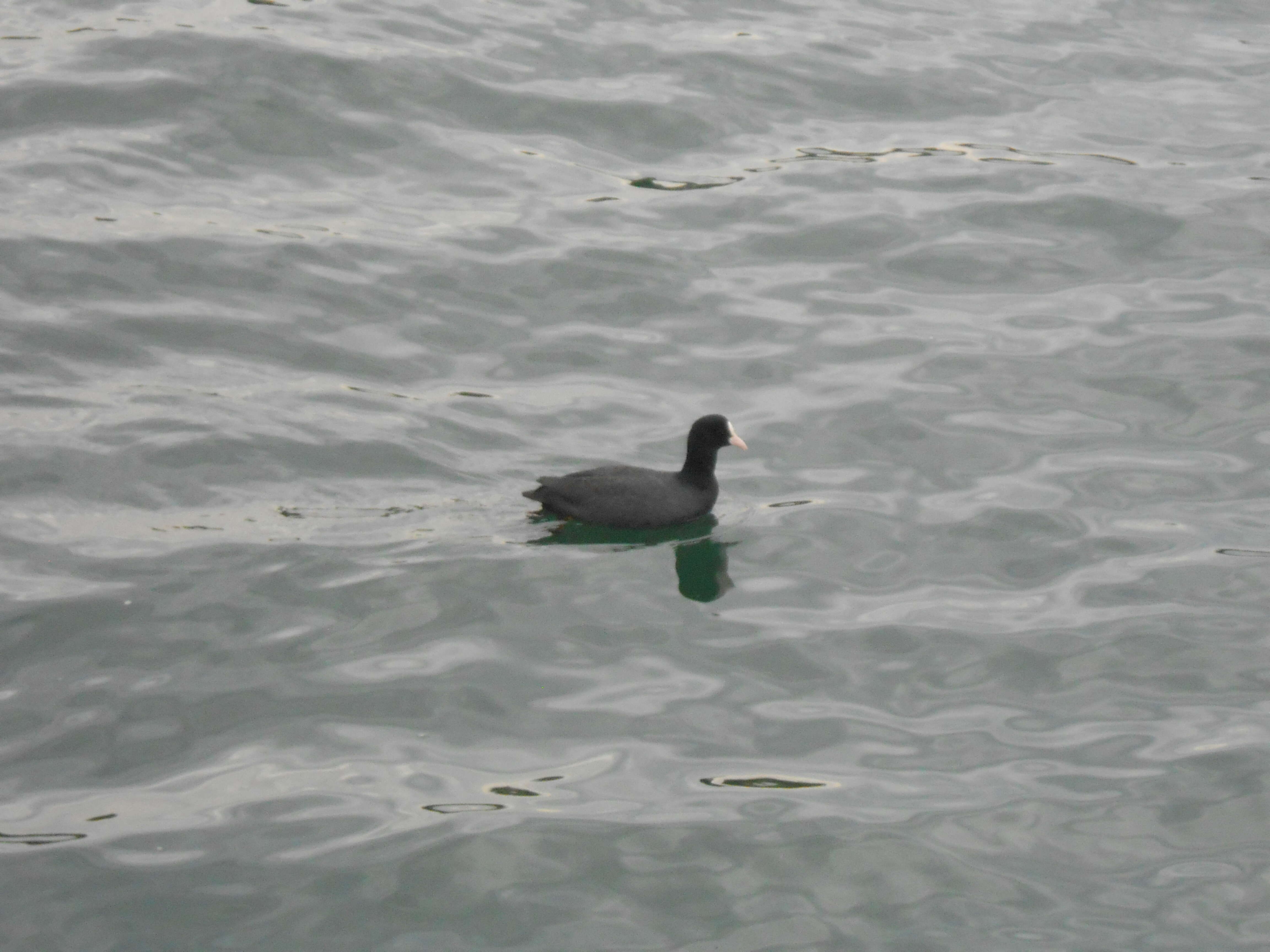 Image of Common Coot