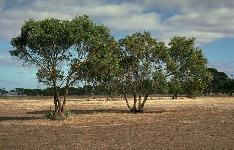 Слика од Eucalyptus behriana F. Müll.