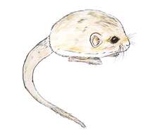 Image of pygmy jerboa