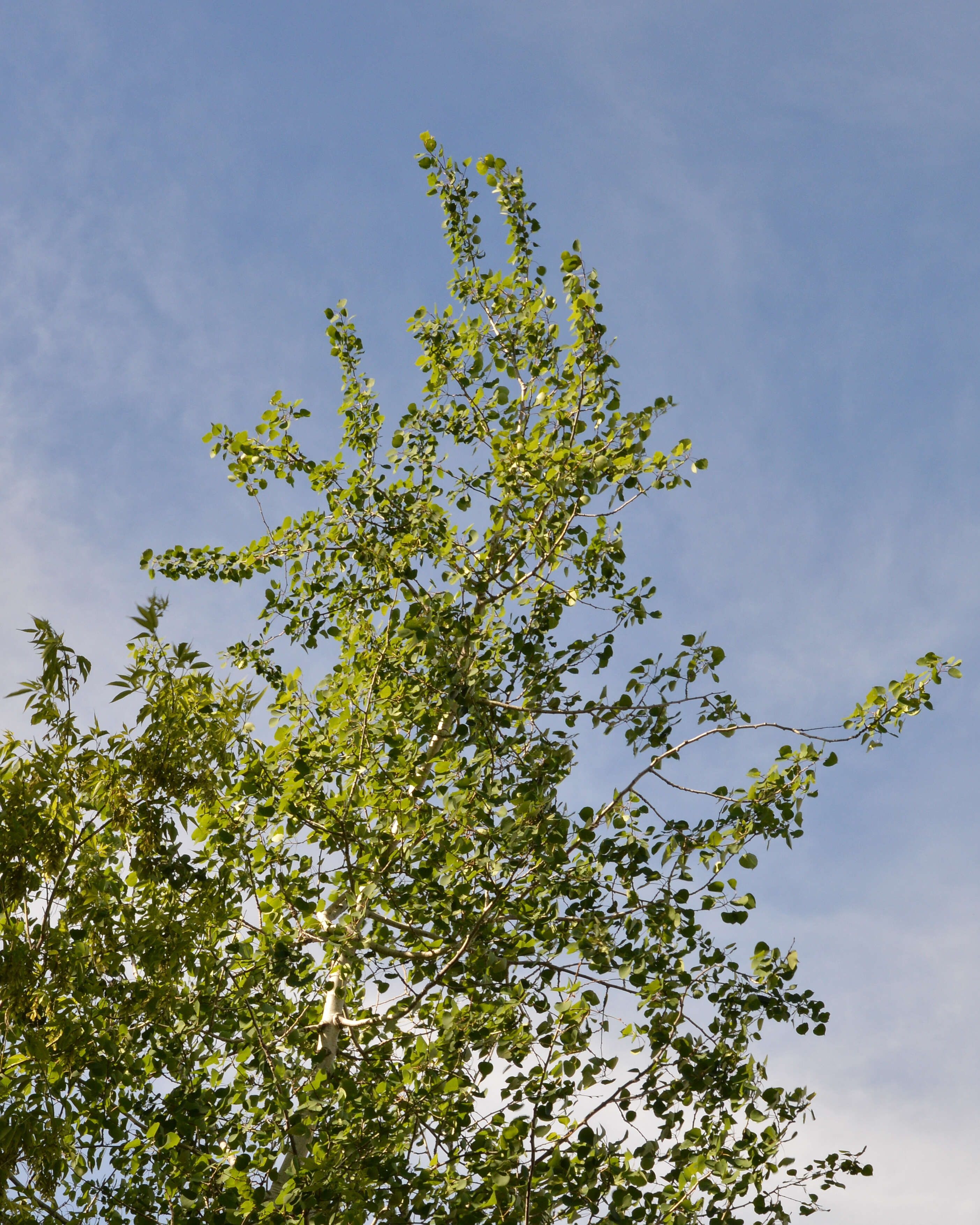 Image of quaking aspen