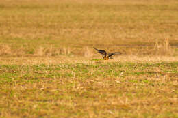 Image of Northern Harrier