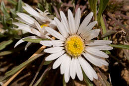 Image of common Townsend daisy