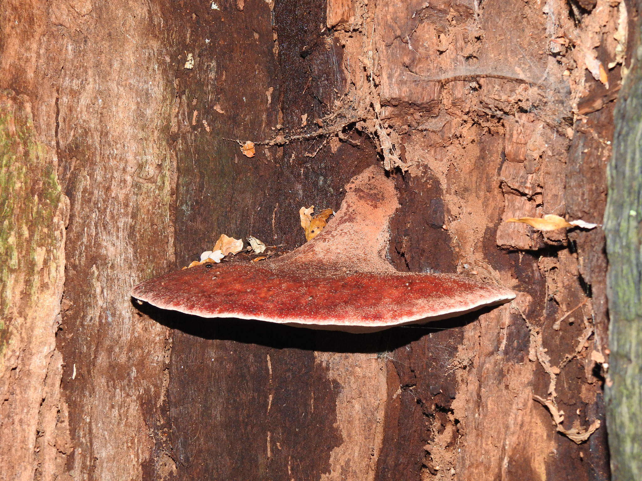 Image of Fistulinaceae