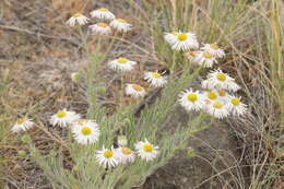 Imagem de Erigeron filifolius (Hook.) Nutt.