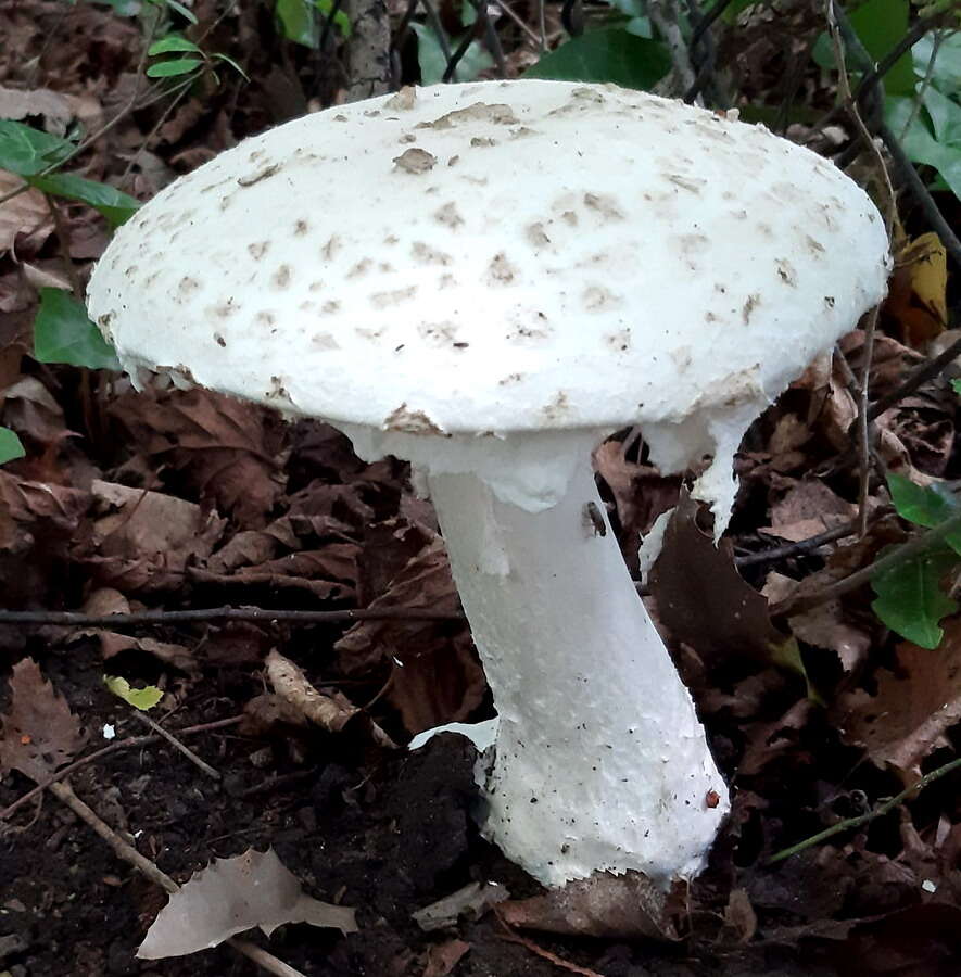 Image of Amanita strobiliformis (Paulet ex Vittad.) Bertill. 1866