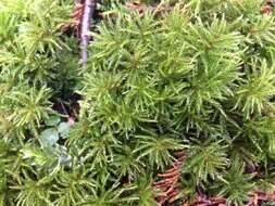 Image of leucolepis umbrella moss