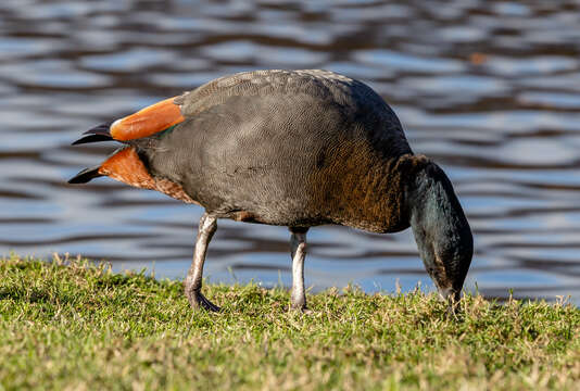 Image of Paradise Shelduck