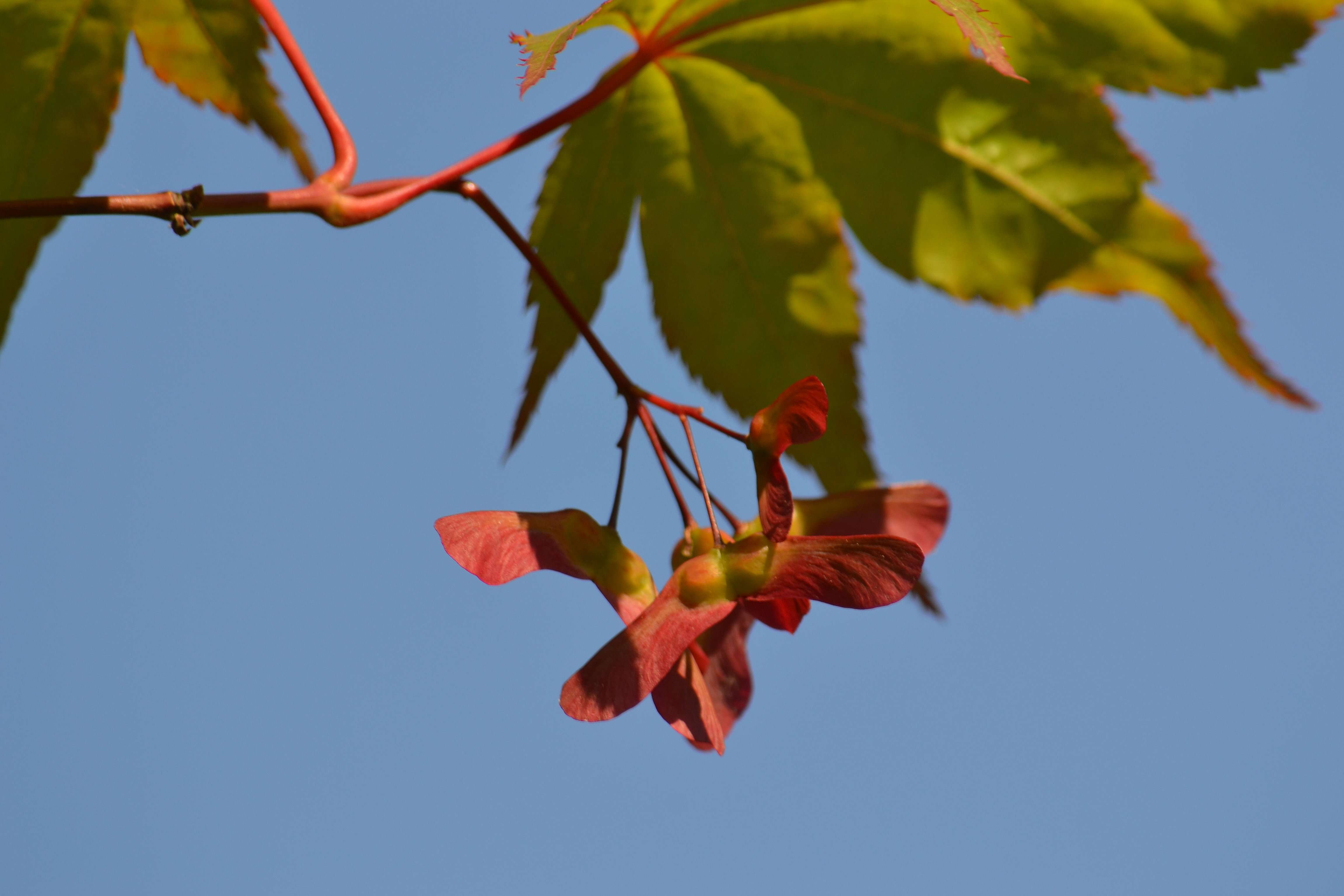 Image of Japanese maple