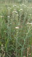 Image of yarrow, milfoil