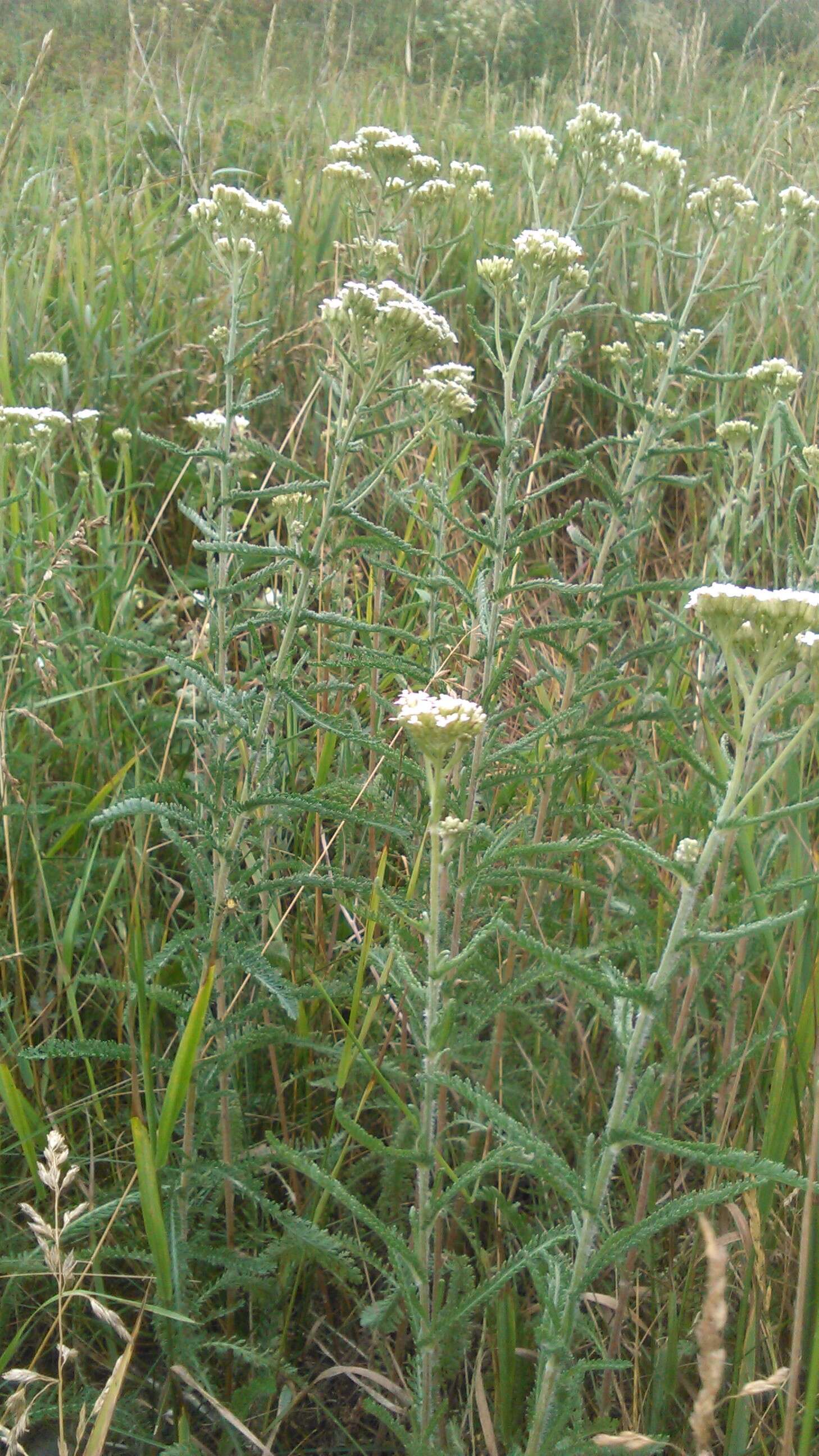 Image of yarrow, milfoil