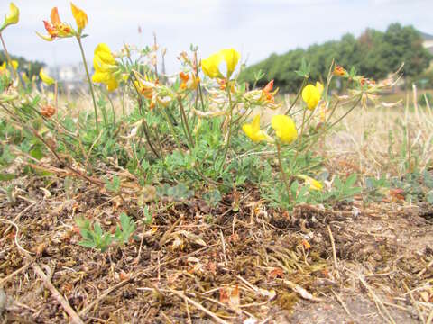 Image of Common Bird's-foot-trefoil