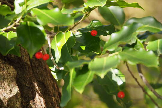 Слика од Ilex pedunculosa Miq.