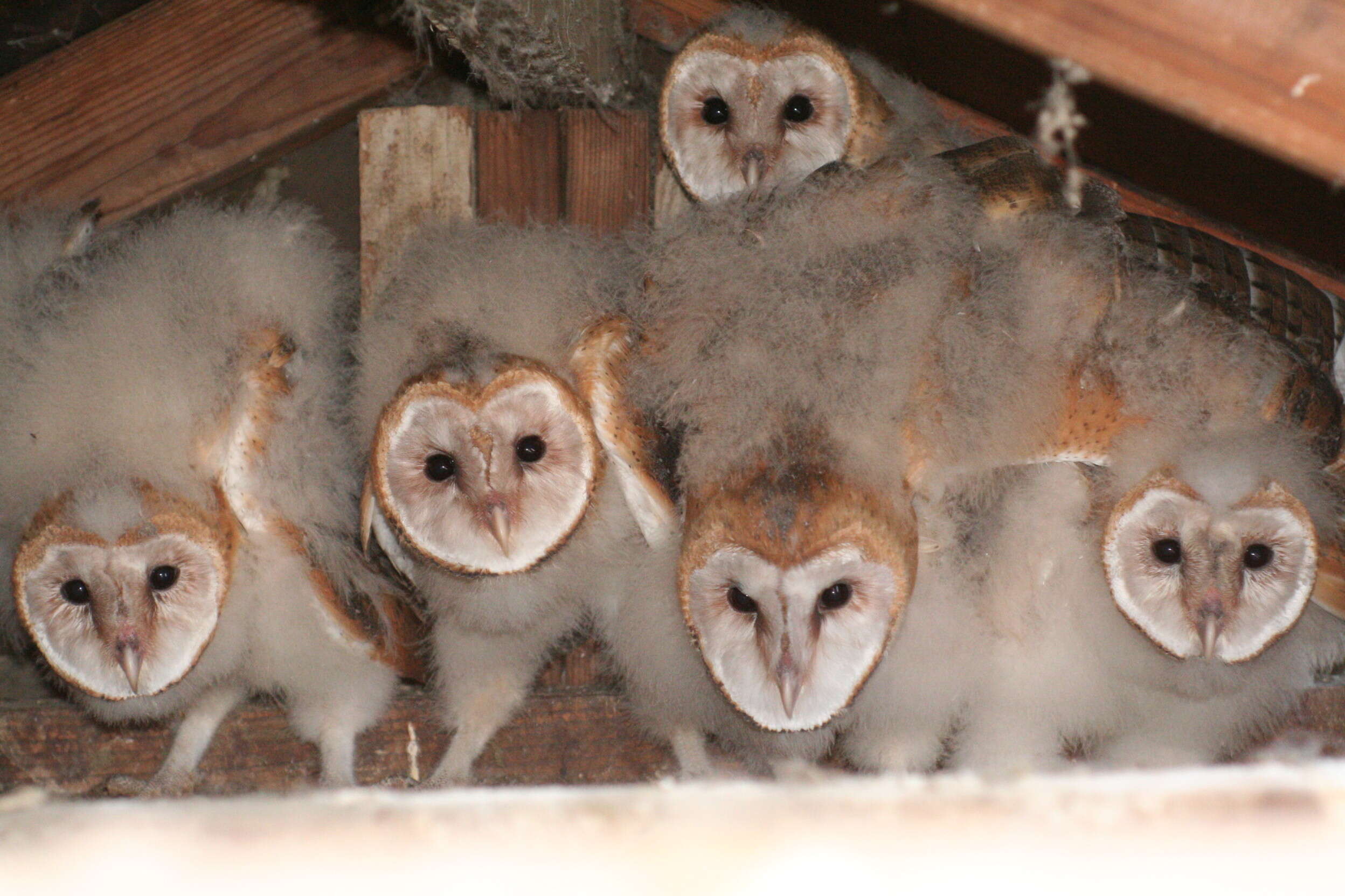 Image of American Barn Owl