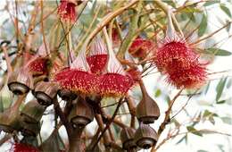 Image of pear-fruit mallee