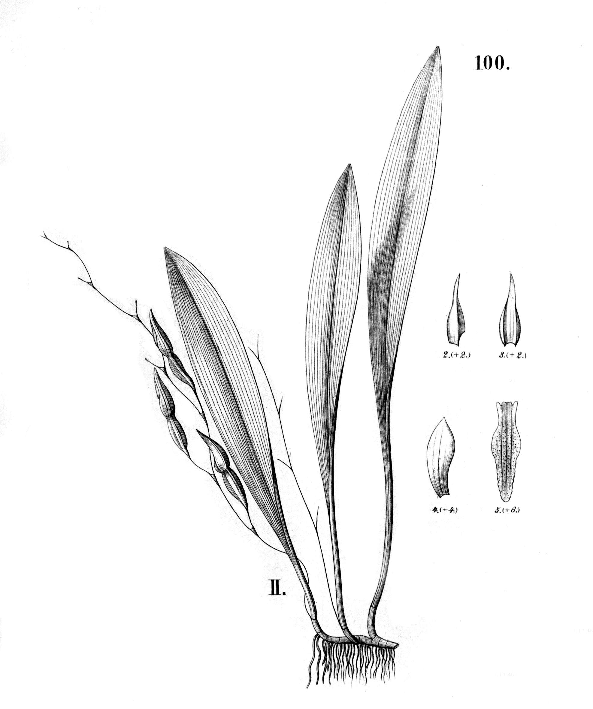 Imagem de Pabstiella tripterantha (Rchb. fil.) F. Barros