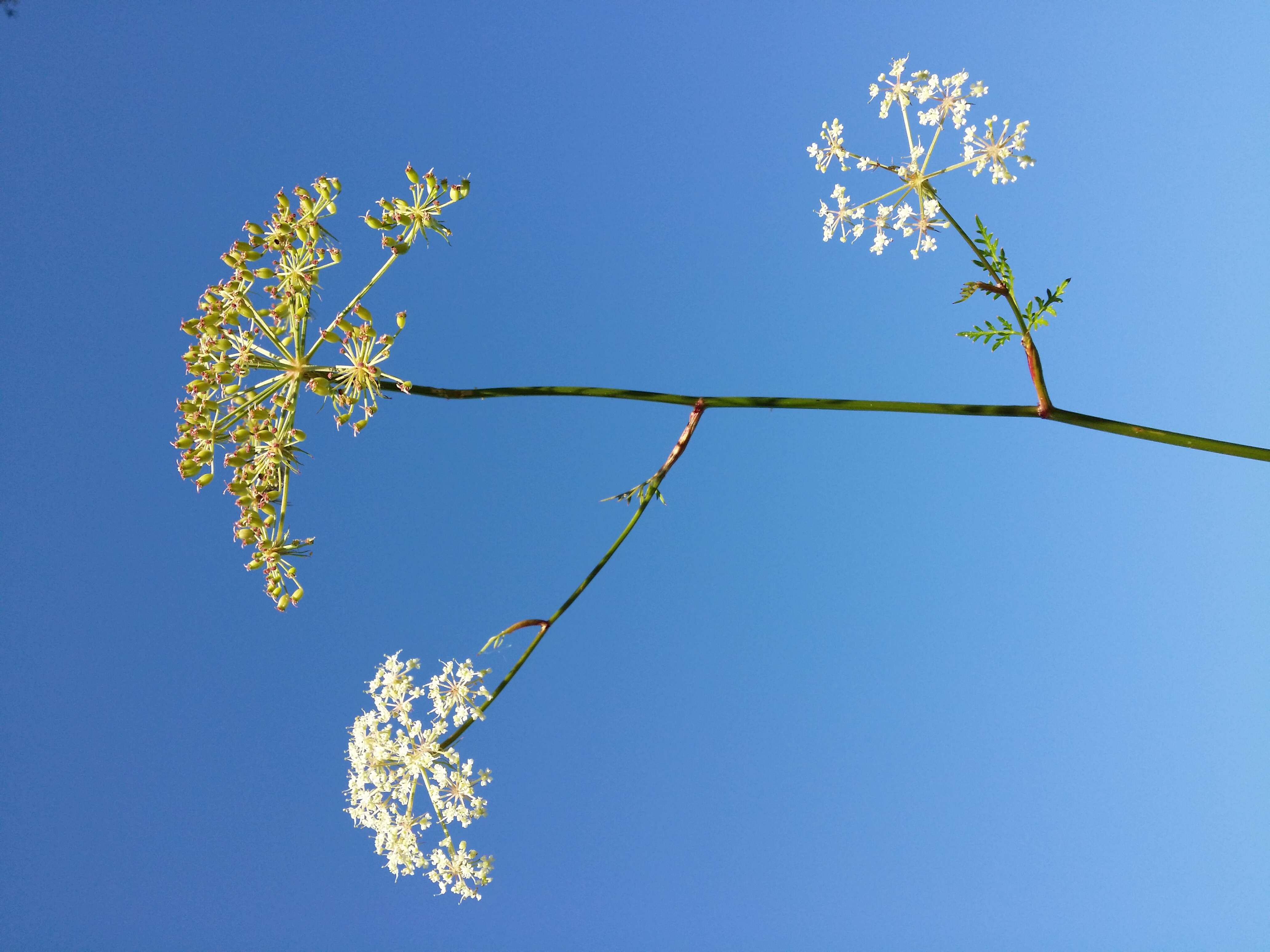 Peucedanum palustre的圖片