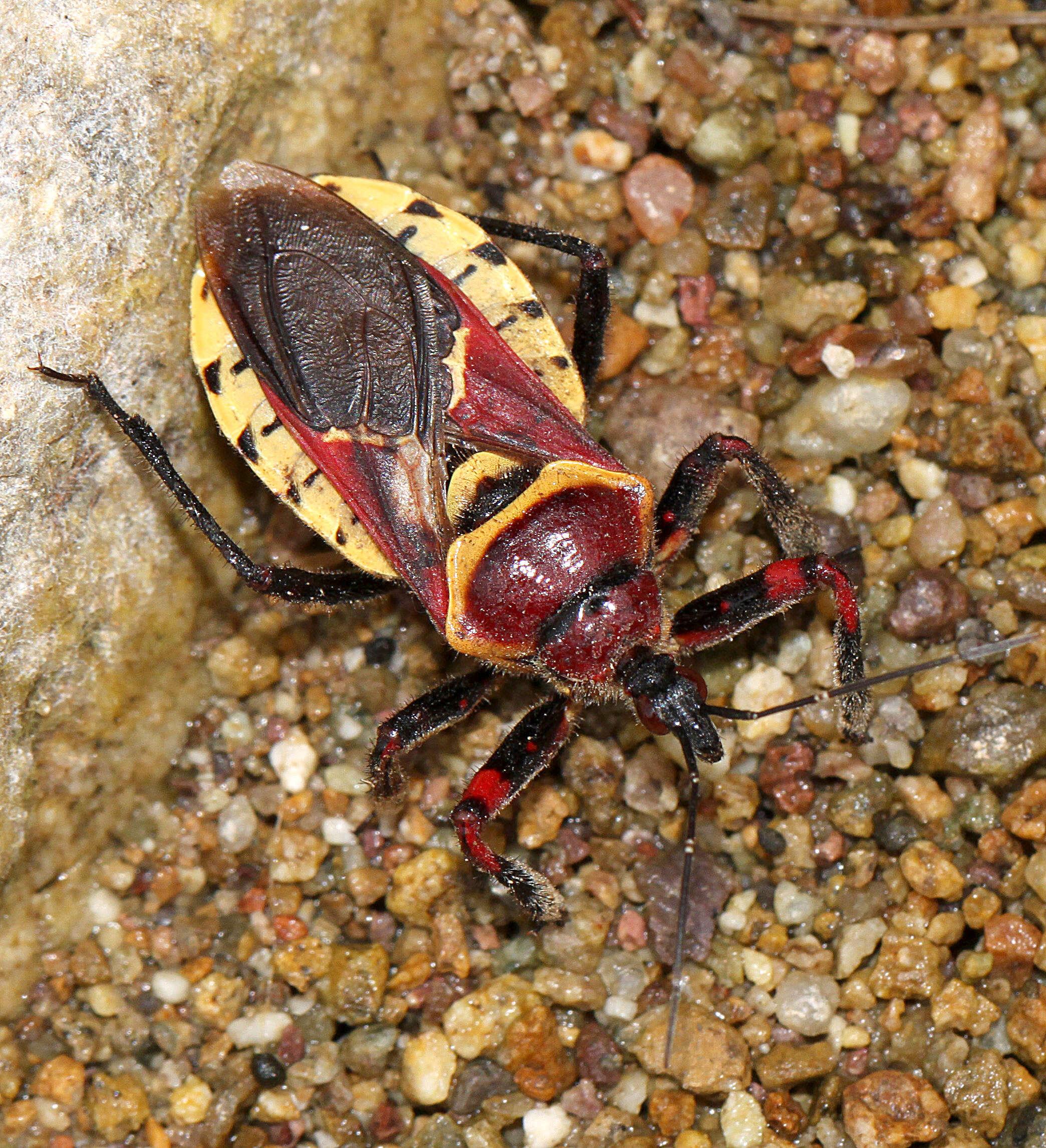 Image of Yellow-bellied Bee Assassin