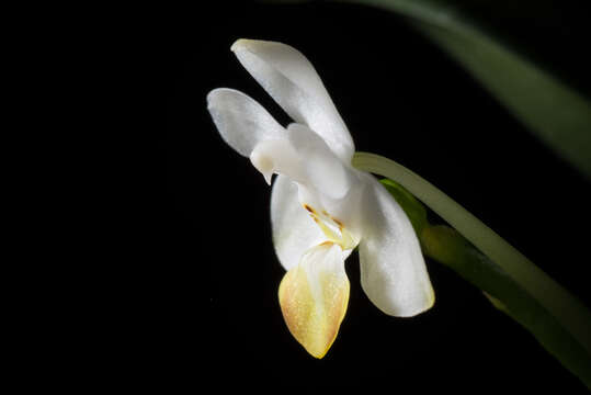 Image of Phalaenopsis lobbii (Rchb. fil.) H. R. Sweet