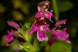 Image of Downy Hemp Nettle