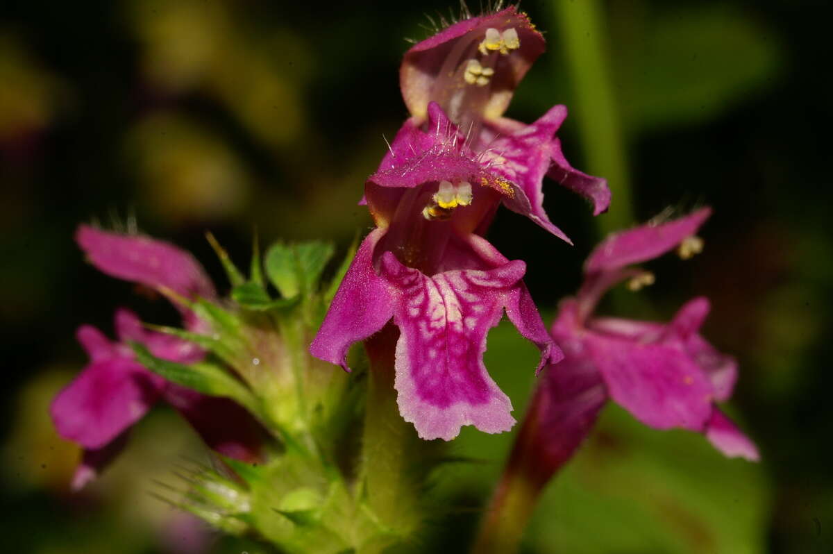 Image of Downy Hemp Nettle